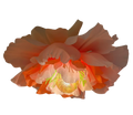 Digitalkurs: Tillverka stor Kräppblomma (start 12mars)